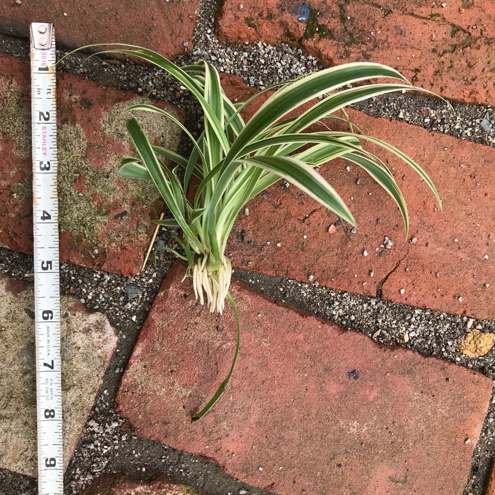 Healthy Reverse Spider Baby chlorophytum comosum